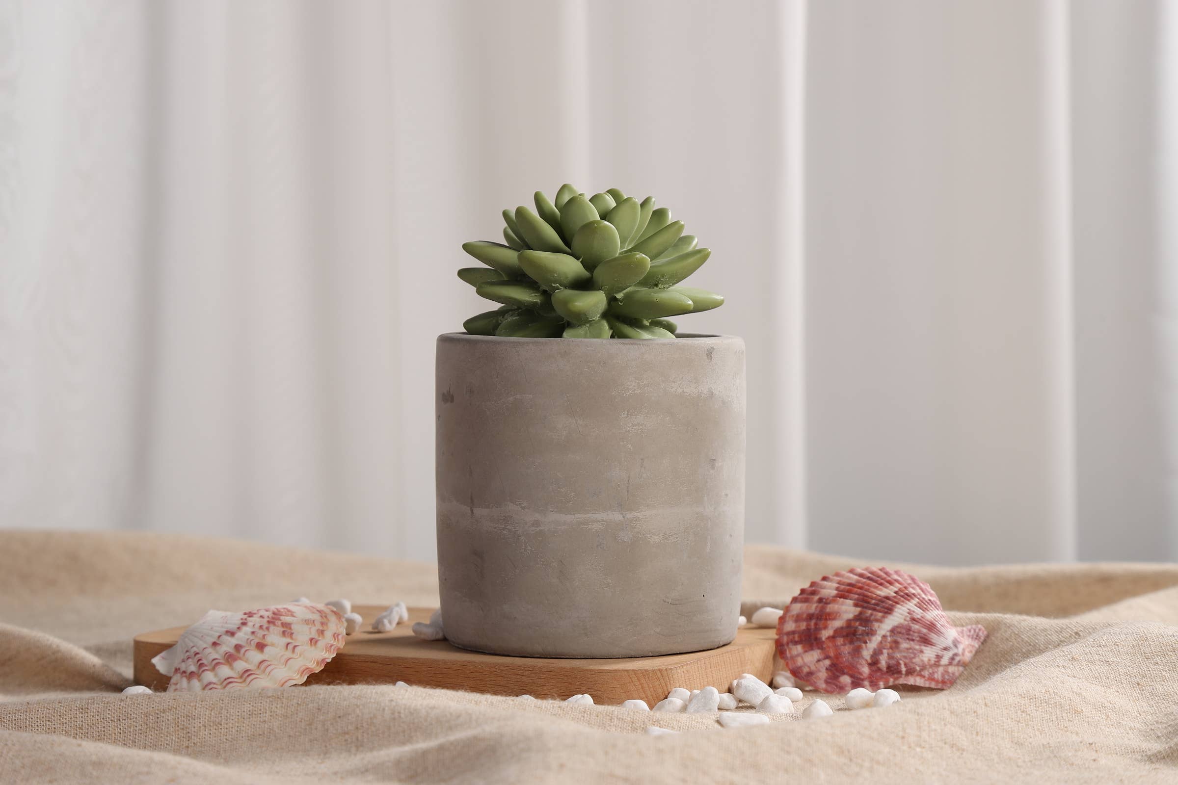sweet and succulent shop Succulent in Planter Diffuser Gift Set
