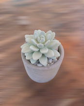 Load image into Gallery viewer, Succulent in Planter Diffuser Gift Set - Sweet Orange Cedar
